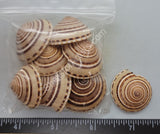 Medium Sundial Shells - 8Pcs