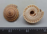 Medium Sundial Shells - 8Pcs