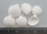 Medium White Round Arc Shells- Singles