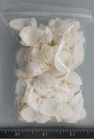 Medium White Round Arc Shells- Singles