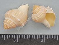 Mexican Crown Conchs
