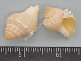 Mexican Crown Conchs