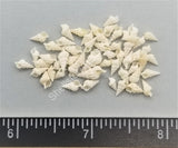 Micro White Ceriths