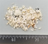 Micro White Mixed Shells