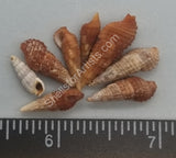 Mixed Horn Shells
