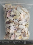 Mixed White And Color Coquina