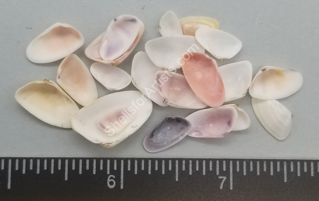 Mixed white and color Coquina - 10mm to 16mm - 3