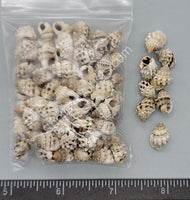 Nassarius Shells