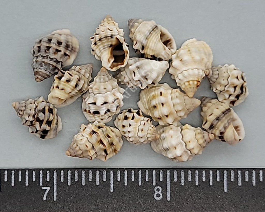 Nassarius Shells - 12mm to 16mm - 100pcs – Shells for Artists