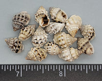 Nassarius Shells