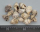 Nassarius Shells