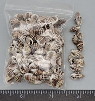 Nassarius Shells