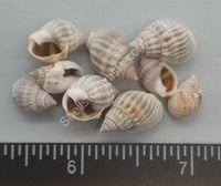 Nassarius Shells