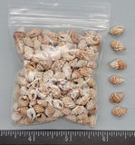 Nassarius Shells- Tan And White