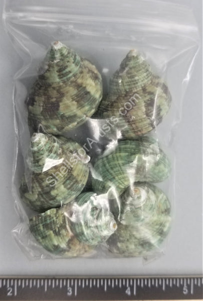 Natural Green Turban Shells
