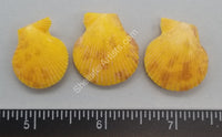 Natural Yellow Scallop Pairs