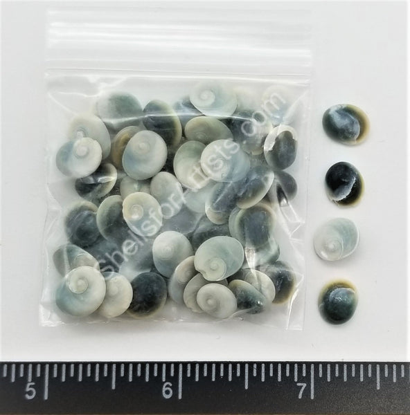 Capiz shells 50 mm round cut, Two Holes, 50 Pack