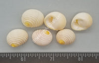 Orange-Y Ridged Nerites