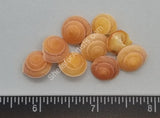 Orangey-Brown Flat Land Snails