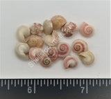 Pale Pink Button Shells