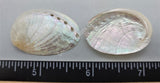 Pearled Smooth Abalone Shells
