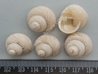 Pearly Turban Shell - Clearance