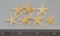 Philippine Sea Stars