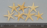 Philippine Sea Stars