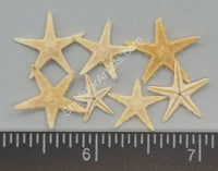 Philippine Sea Stars