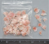 Pink Butterfly Chiton - 100 Pc