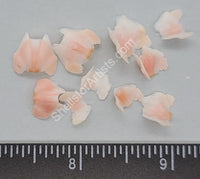 Pink Butterfly Chiton - 100 Pc