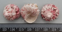 Pink Red White Top Shells