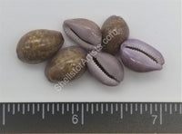 Porous Cowry