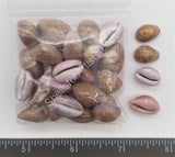 Porous Cowry