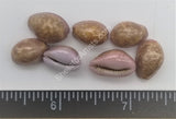 Porous Cowry