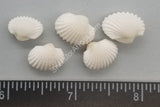 Pure White Arc Shell Pairs- Smallest
