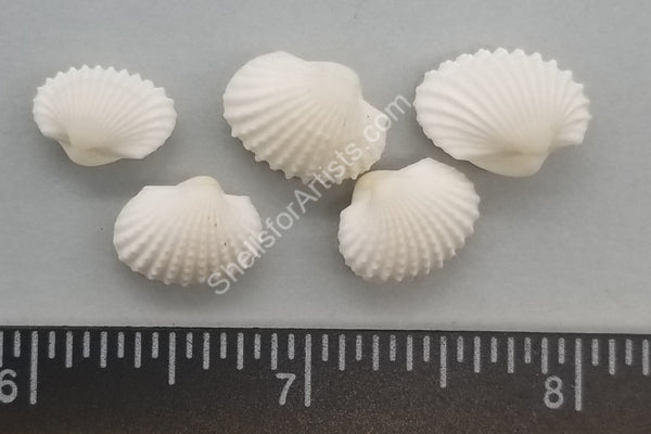 Pure White Ark Shell Pairs- smallest - 13mm to 18mm - 25pcs – Shells ...