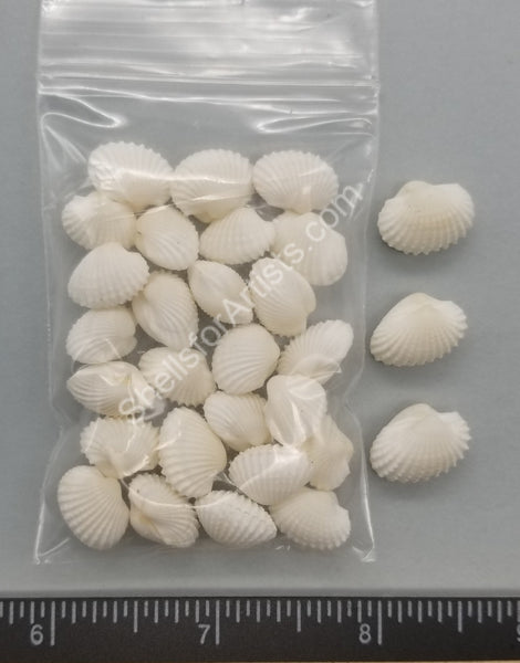 PEPPERLONELY White Ark Clam Sea Shells, 500 Gram Approx. 65+PC Shells, 1  Inch ~ 2-1/4 Inch