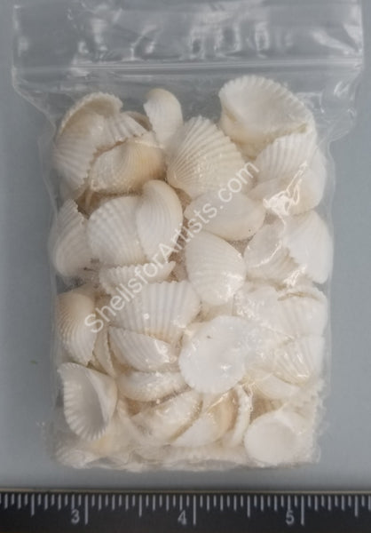 Ark Shell Product Pure White Ark Shell Singles-large - 12mm to 18mm - 3