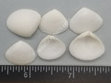 Pure White Venus Clams