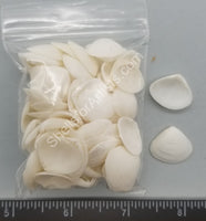 Pure White Venus Clams