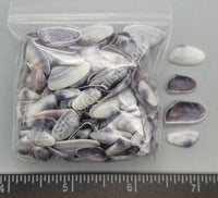 Purple Coquina Clams