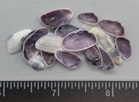 Purple Coquina Clams