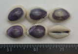 Purple Top Goldringer Cowry