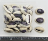 Purple Top Goldringer Cowry