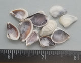 Purple Venus Clams