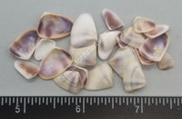 Purple/white Coquina Clams