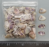 Purple/white Coquina Clams