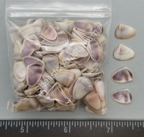 Purple/white Coquina Clams