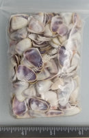 Purple/white Coquina Clams